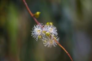 Eucalyptus White Flowers Tiny